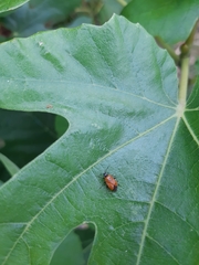 Deraeocoris punctum
