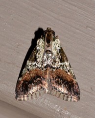 Orthaga rubridiscalis