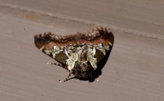 Orthaga rubridiscalis