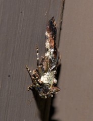 Orthaga rubridiscalis