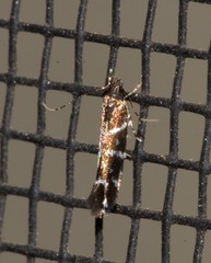 Stagmatophora argyrostrepta