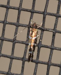 Stagmatophora argyrostrepta