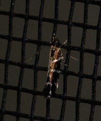 Stagmatophora argyrostrepta