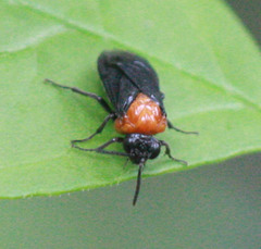 Tethida barda