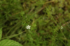 Stellaria crassifolia