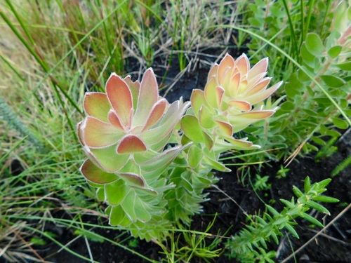 Image of Mimetes pauciflorus by (c) Rebecca Ryen-Stols, some rights reserved (CC BY-SA)