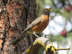 Turdus migratorius