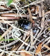 Adomerus biguttatus