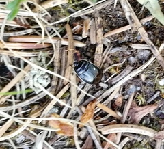 Adomerus biguttatus