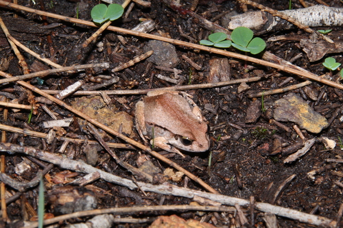 Quacking Frog, Crinia georgiana