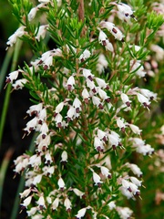 Erica fuscescens