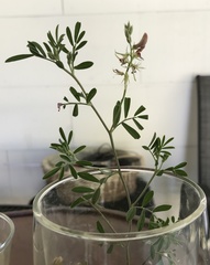Indigofera miniata