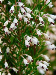 Erica fuscescens