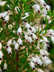 Erica fuscescens