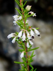 Erica fuscescens