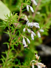Erica fuscescens
