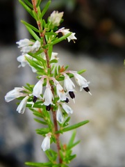 Erica fuscescens