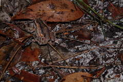 Crinia pseudinsignifera