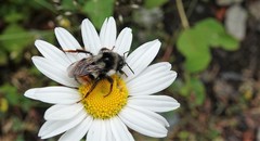Bombus vancouverensis vancouverensis