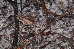 Crinia pseudinsignifera