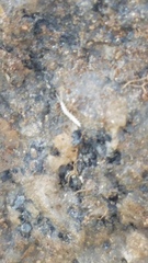 Symphyla