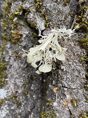 Fan Ramalina