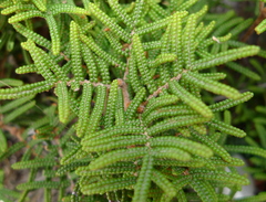 Gleichenia alpina