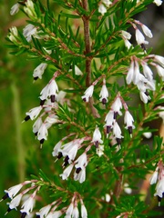 Erica fuscescens