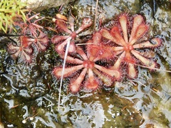 Drosera venusta