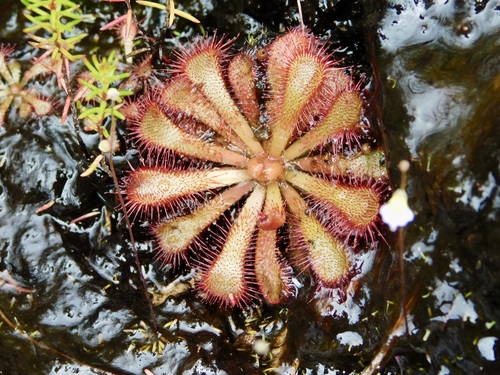 Image of Drosera venusta by (c) Rebecca Ryen-Stols, some rights reserved (CC BY-SA)