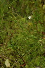 Stellaria crassifolia
