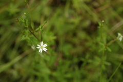 Stellaria crassifolia