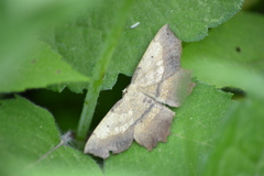 Euchlaena muzaria