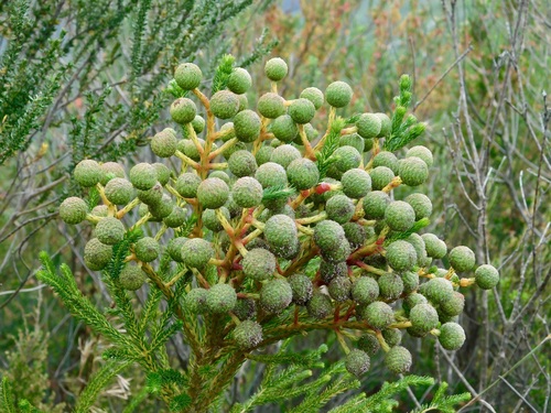 Berzelia intermedia (Berzelia intermedia)