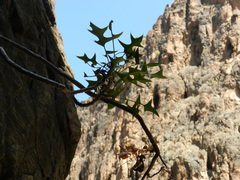Sonchus pendulus pendulus