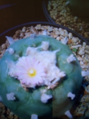Lophophora diffusa