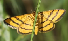 Idaea aureolaria