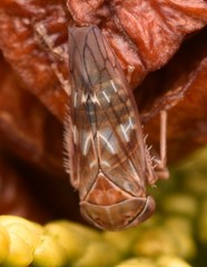 Tremulicerus fulgidus