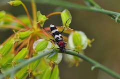 Chlorophorus trifasciatus
