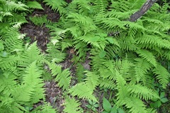 Amauropelta noveboracensis
