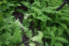 Amauropelta noveboracensis