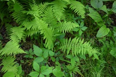Amauropelta noveboracensis