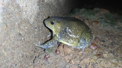 Uperodon globulosus