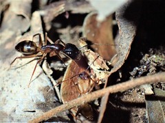 Camponotus sexpunctatus