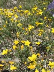 Linum ucranicum