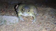 Uperodon globulosus
