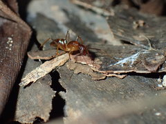 Camponotus sexpunctatus
