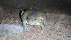 Uperodon globulosus