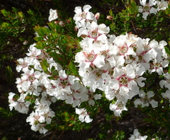 Leptospermum nitidum