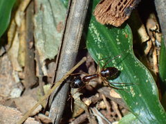 Camponotus sexpunctatus